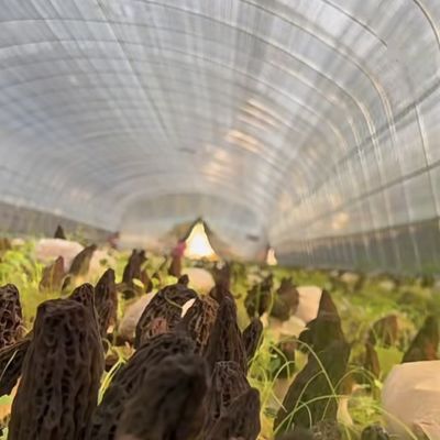 Grote betaalbare hydroponische tunnel broeikasoplossingspakket Bruto gewicht 20.000 kg