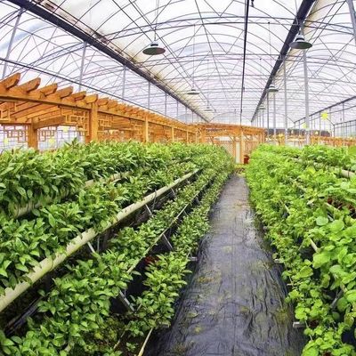 Multi Span Po Film Serre in hoog gevraagde pakket Grootte 50,00cm * 60,00cm * 50,00cm