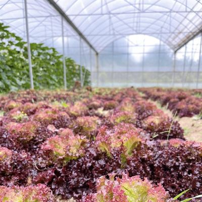 US Cocopeat-grond voor groenten in commerciële duurzame kweekhuishouding