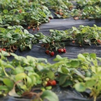 Irrigatiesysteem Zonlicht Kas voor groenten Amerikaanse munt en tijdelijke verwarming