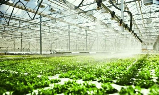Multi-span plantkamer voor zaailingen in kaspakket Bruto gewicht 2000.000kg