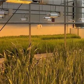 Teruggave van restituties Gegarandeerde multi-span kas voor de teelt van tomaten, komkommers en sla