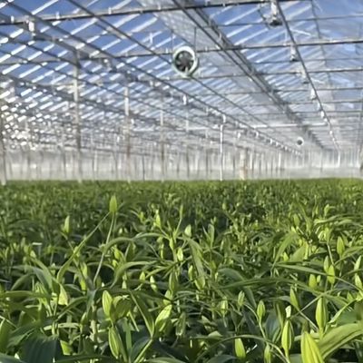 Een type dakglas kas hydroponicsysteem voor bloemen betaalbare verzendkosten
