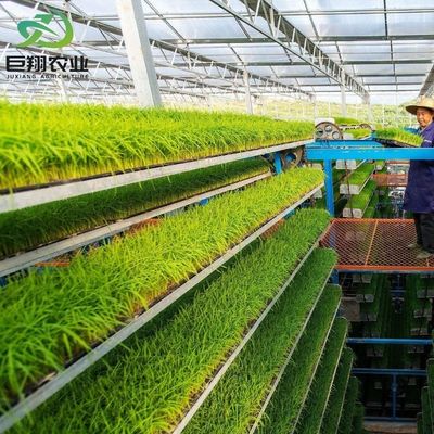 Op maat gemaakte Span 8m 9,6m 12m Kas voor komkommers Gemaakt van warm gedipte gegalvaniseerde staalpijp