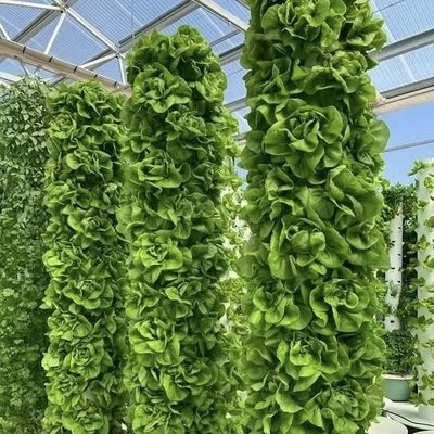 Chinese oorsprong Glazen kaskapel voor bloemen 30 dagen terug 100.000 kg bruto gewicht