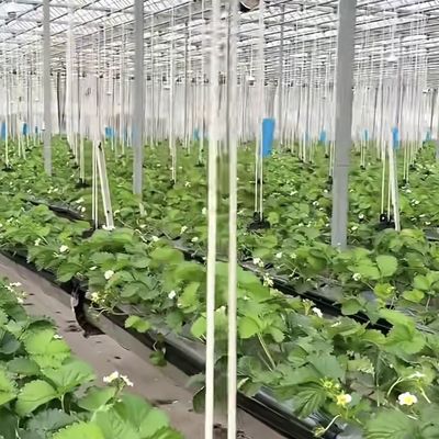 Grote glazen kas voor duurzame groei US 20 per vierkante meter Grote grootte