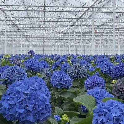 Op maat gemaakte bloemglaskas voor het kweken van bloemen