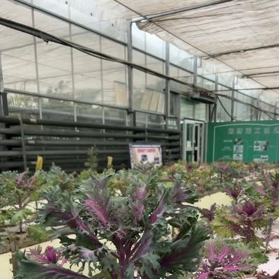 Een redelijk geprijsd glazen kas hydroponisch systeem voor maximaal ruimtegebruik