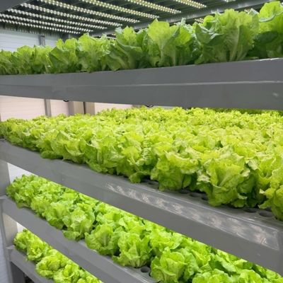 Groentehuis voor grootschalige groente- en fruitproductie zonder bodem