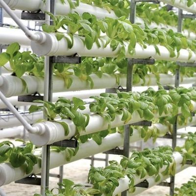 Groentehuis voor grootschalige groente- en fruitproductie zonder bodem