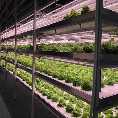 Groentehuis voor grootschalige groente- en fruitproductie zonder bodem