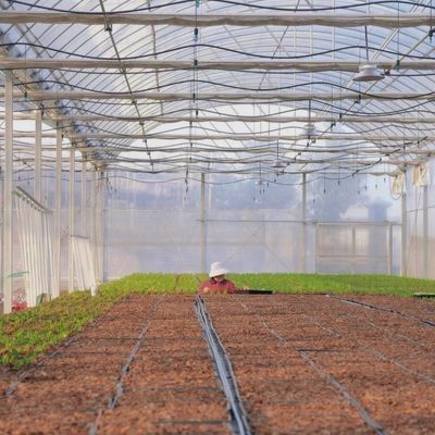 Groentehuis voor de landbouw van kunststof van het soort boog voor tomaten/komkommers en aardbeien met hydroponisch kweekstelsel