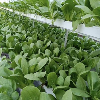 Groentehuis voor de landbouw van kunststof van het soort boog voor tomaten/komkommers en aardbeien met hydroponisch kweekstelsel