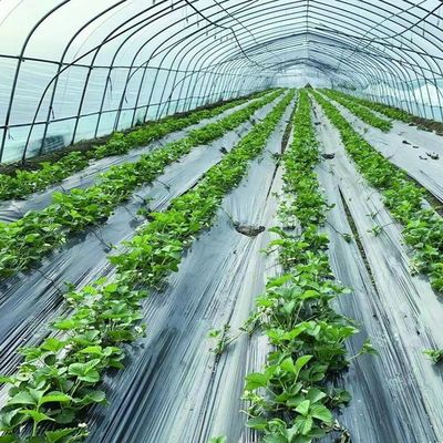 30 dagen Teruggave Terugbetalingen Kasten Hydroponics System Landbouw Tunnel Kasten VS