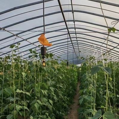 Polytunnel Plastic Tunnel Single Span Landbouwgreenhouse op aanvraag