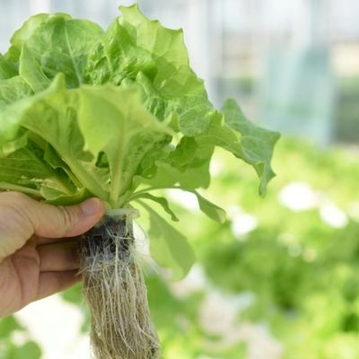 Stalen structuur Eén-tunnel film kas voor het planten van bloemen Pakket Gewicht 20.000 kg