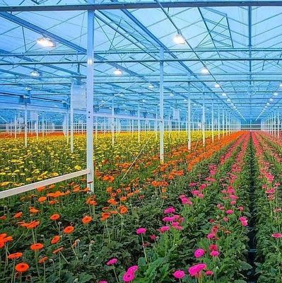 Groenplaats voor de verbouwing van zaadplanten en medicinale planten/paddenstoelen