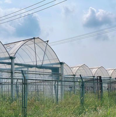 Hydroponische teeltmethode Eenlaagse filmkas voor sla/spinazie/sjerrie