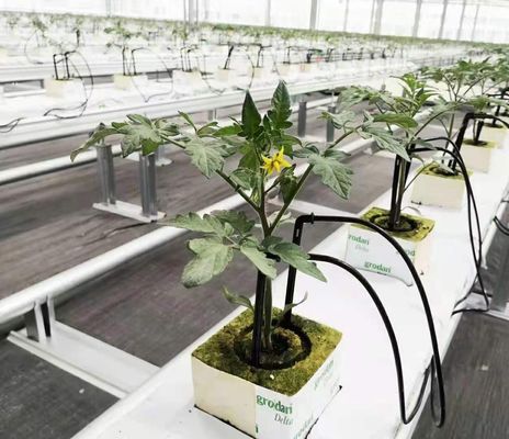 Hydroponische teeltmethode Eenlaagse filmkas voor sla/spinazie/sjerrie