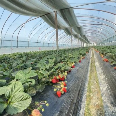 JX-A00160 Drip Irrigation Tunnel Greenhouse voor de landbouw aangepast aan uw behoeften
