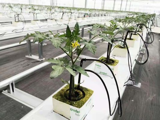 Blackout Mushroom Greenhouse voor grootschalige productie en teelt van paddenstoelen
