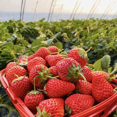 Tunnel kas voor groenten en tomaten Pakket Grootte 50,00cm * 60,00cm * 50,00cm