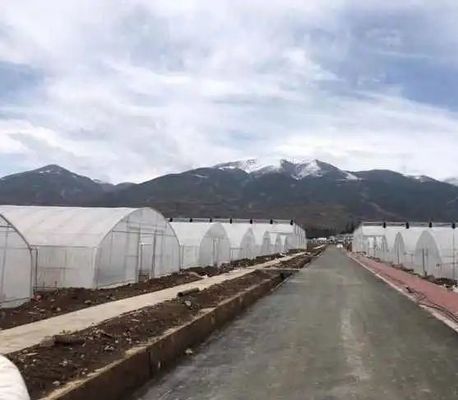 Tomaten/aardbeien/laten Multi-Span commerciële kas met plastic film
