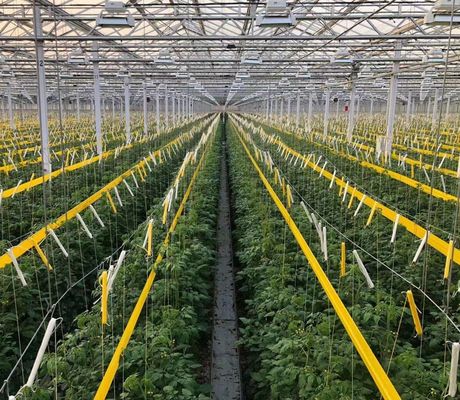 Tomaten/aardbeien/laten Multi-Span commerciële kas met plastic film