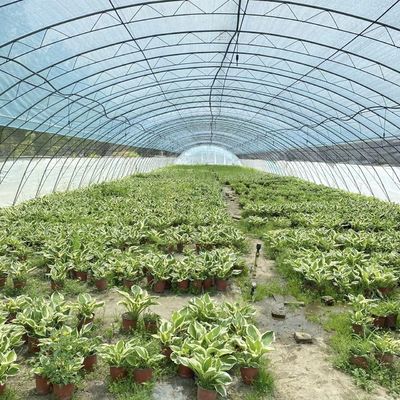 Volledig betaalde commerciële kas voor tomaten en aardbeien in de waterleiding