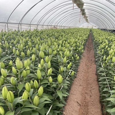 Volledig betaalde commerciële kas voor tomaten en aardbeien in de waterleiding