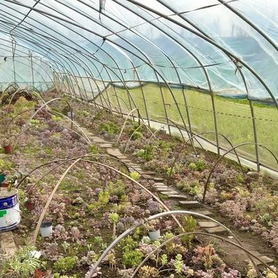 Volledig betaalde commerciële kas voor tomaten en aardbeien in de waterleiding