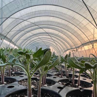 Pakket Grootte 50,00cm * 60,00cm * 50,00cm Tunnel kas voor landbouw en groenten