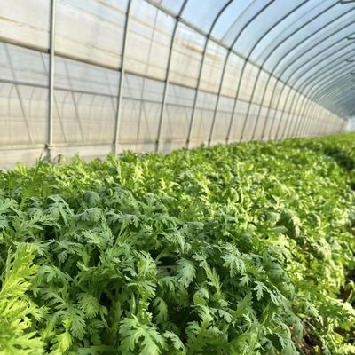 Pakket Grootte 50,00cm * 60,00cm * 50,00cm Tunnel kas voor landbouw en groenten