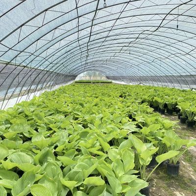 Pakket Grootte 50,00cm * 60,00cm * 50,00cm Tunnel kas voor landbouw en groenten