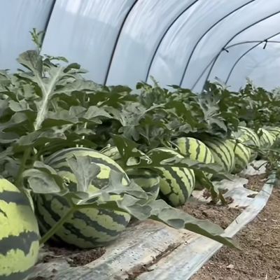 Pakket Grootte 50,00cm * 60,00cm * 50,00cm Tunnel kas voor landbouw en groenten