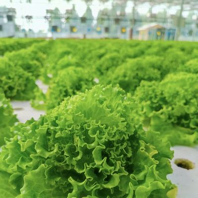 JX-A00172 Tunnelkas voor commercieel bodemloos kweekstelsel van aardbeien