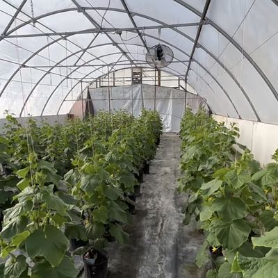 Gemakkelijke terugbetalingen voor onze innovatieve druppelverwateringstunnel kasset