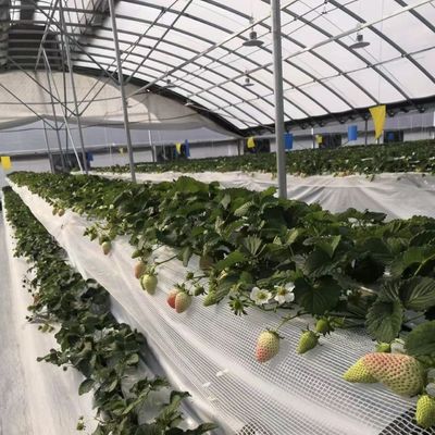 Commercieel kokopeaatverbouwingssysteem in een economische tunnelkas voor verbeterde gewassen