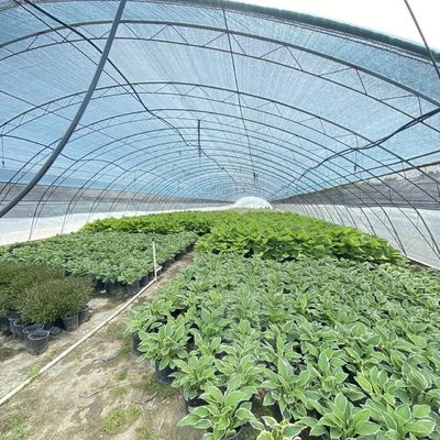 Commercieel kokopeaatverbouwingssysteem in een economische tunnelkas voor verbeterde gewassen