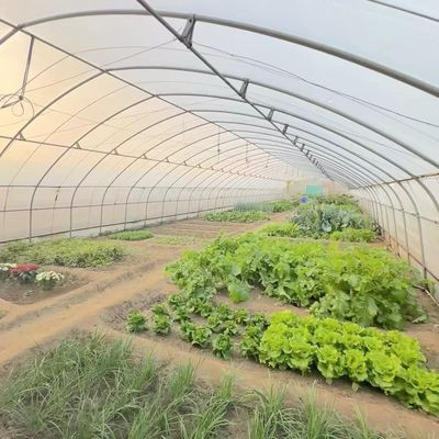 Eenlaagse tunnel in kas Hydroponics groeisysteem voor groenten Multi Span