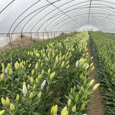 Eenlaagse tunnel in kas Hydroponics groeisysteem voor groenten Multi Span