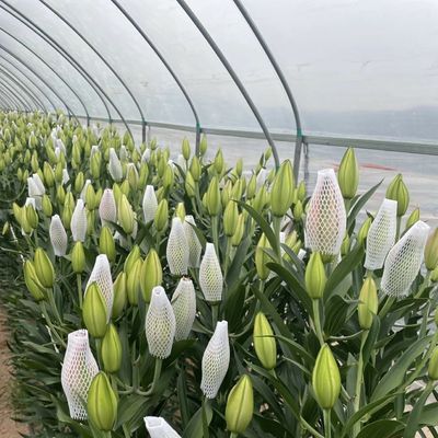 Eenlaagse tunnel in kas Hydroponics groeisysteem voor groenten Multi Span