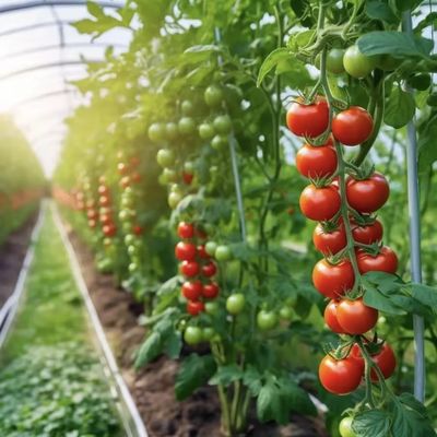 Eenlaagse tunnel in kas Hydroponics groeisysteem voor groenten Multi Span