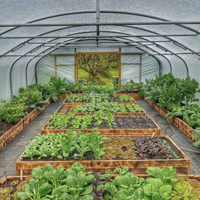 Commercieel multi-span kas hydroponisch kweekstelsel voor groenten en fruit