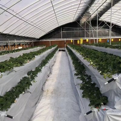 Grote tunnelkasten en filmbedekking maken het hele seizoen makkelijker