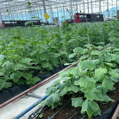 Een vierkante meter hydroponisch systeem voor groente- en bloemenproductie op grote schaal