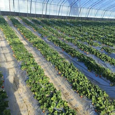 Een vierkante meter hydroponisch systeem voor groente- en bloemenproductie op grote schaal