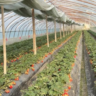 Grootschalige hydroponische kassen van Chinese oorsprong voor optimale teelt
