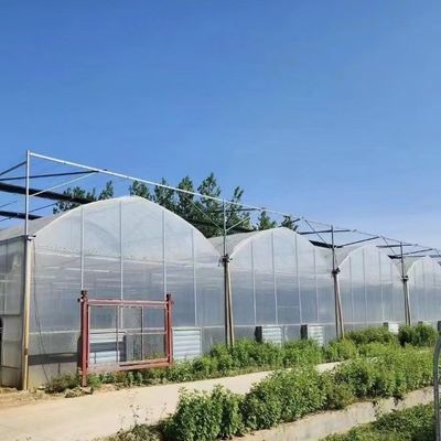 Multi-span kas met hydroponica en plastic filmmonsters US 20/m2