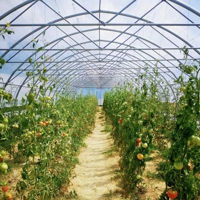 Grote groententunnel met een enkele boog JX-A00182 voor groentenproductie gedurende het hele jaar